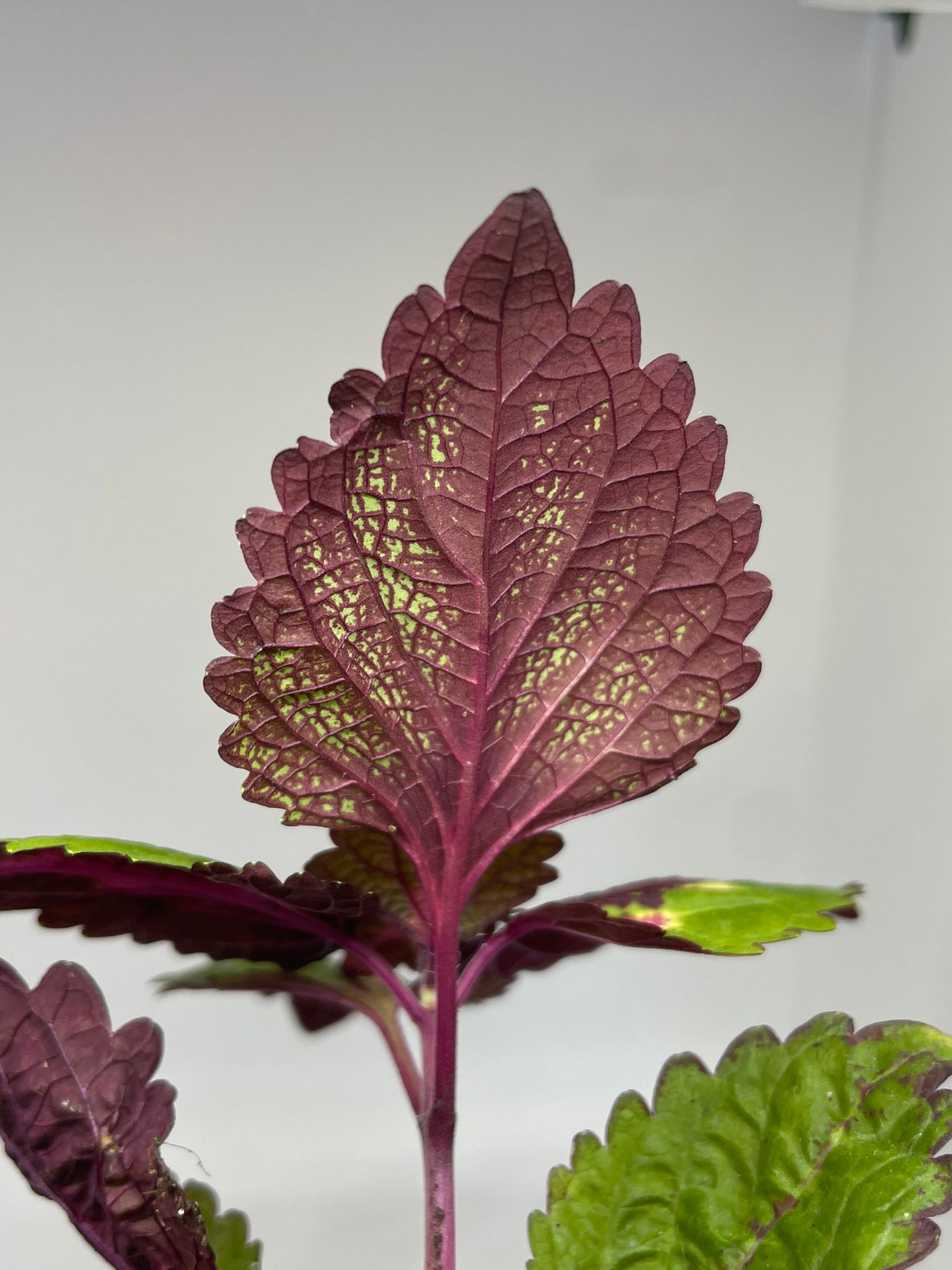 Coleus detail
